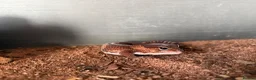 Gecko reptiles for sale: African Fat Tail Gecko  - Advert 1
