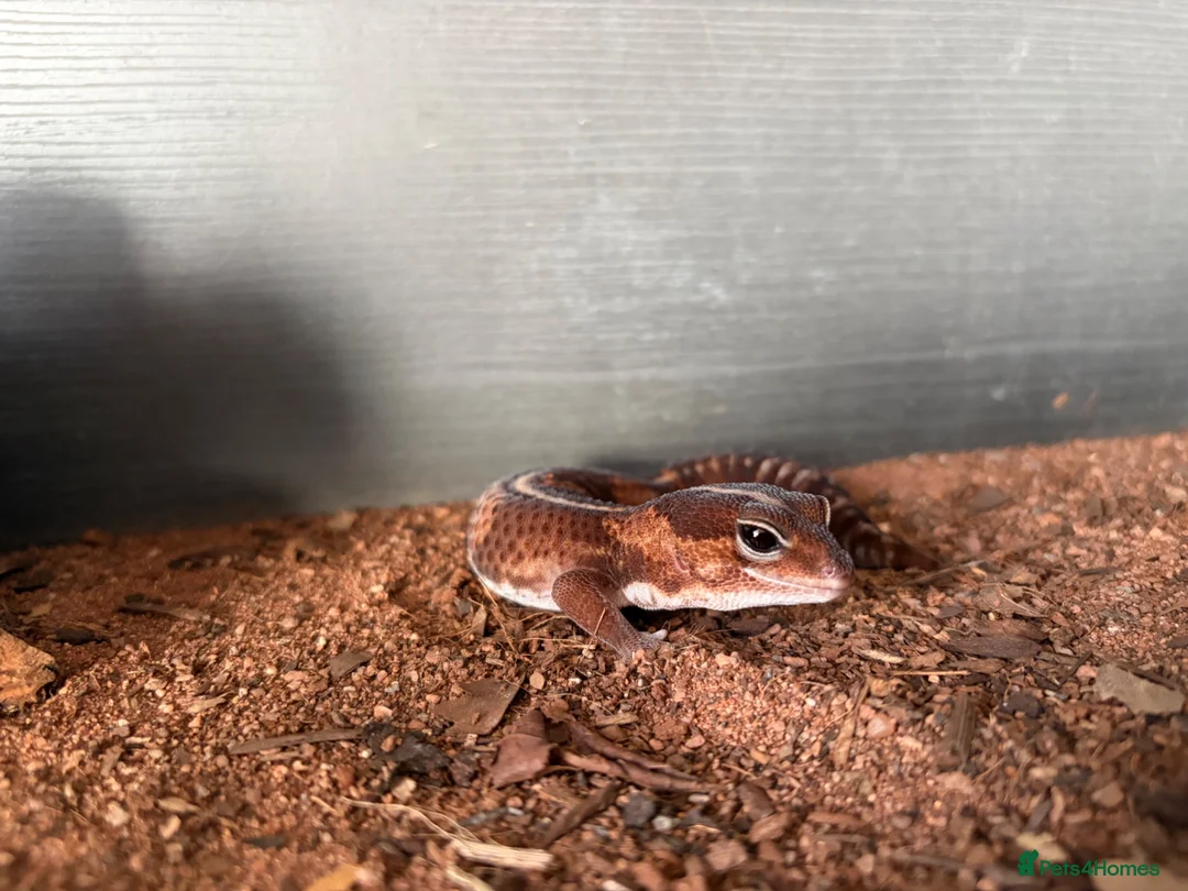 Gecko reptiles for sale: African Fat Tail Gecko  - Advert 1
