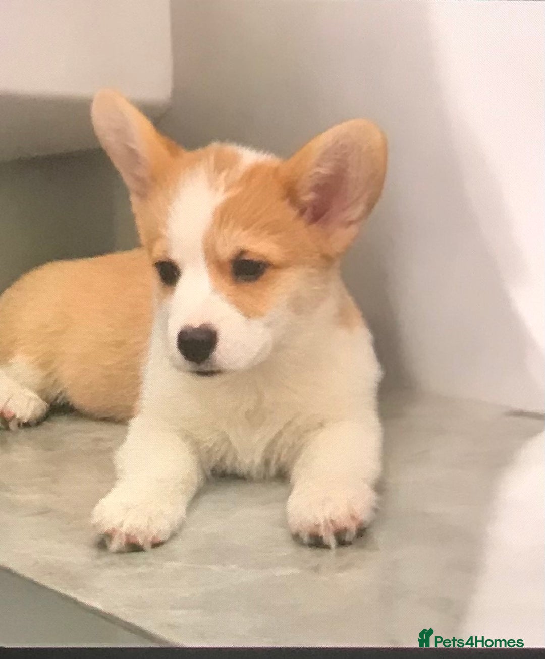 Welsh Corgi Pembroke dogs for sale: Health tested Quality Pembrokeshire Corgie Puppies - Image 13