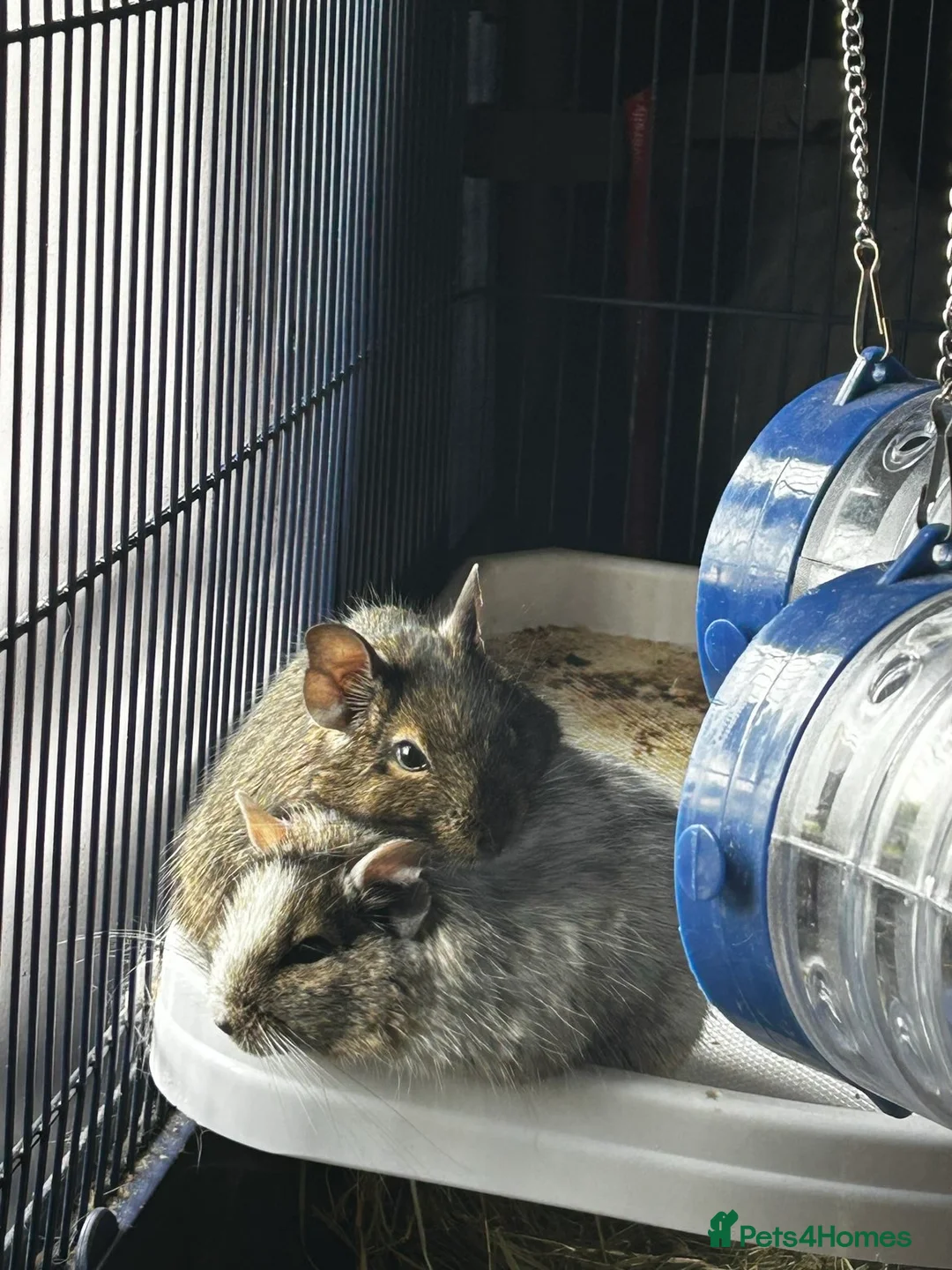 Mixed Breed rodents for sale: Brown degu in Baldock - Advert 2