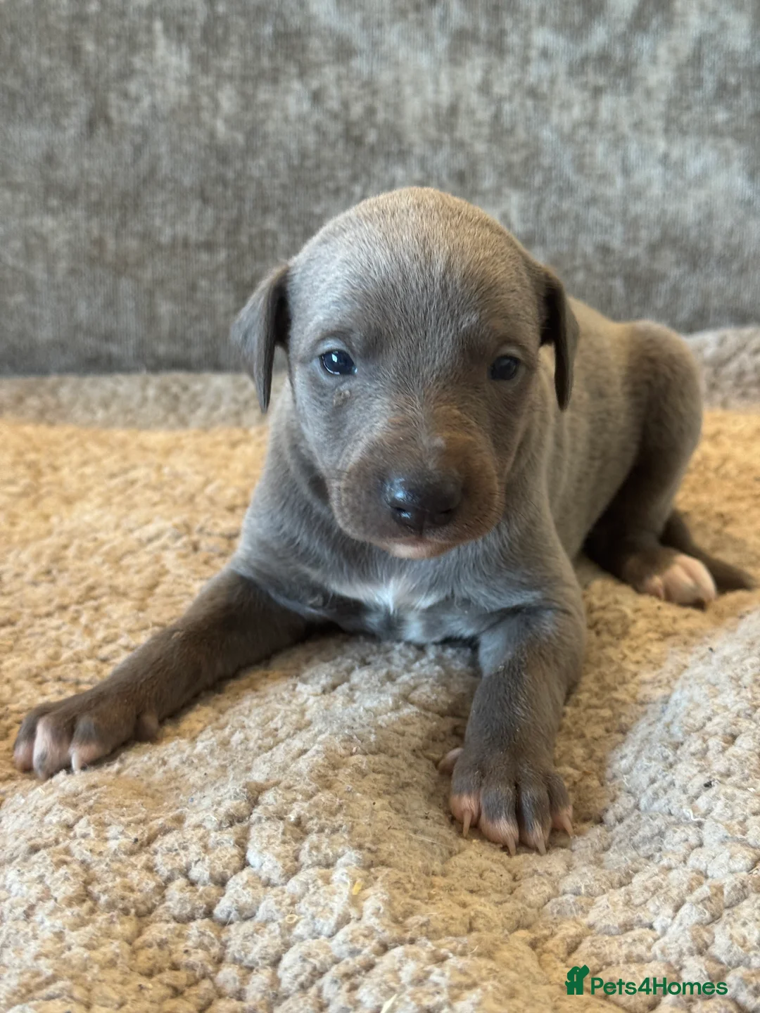 Whippet dogs for sale: KC REGISTERED BLUE SHOW TYPE WHIPPETS - Advert 24