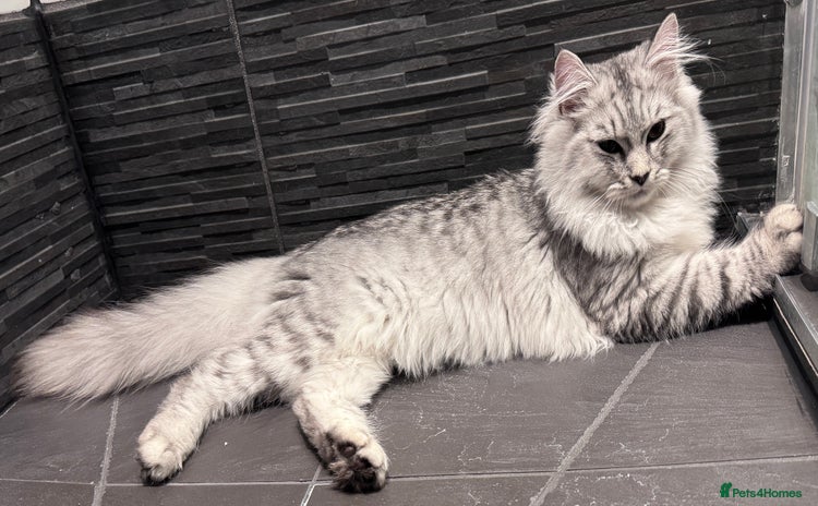 Scottish Fold cats - Advert 6