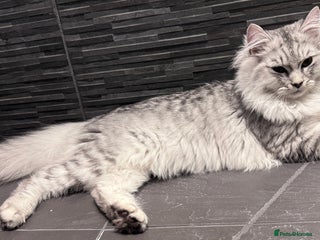 Scottish Fold cats for sale - Advert 1