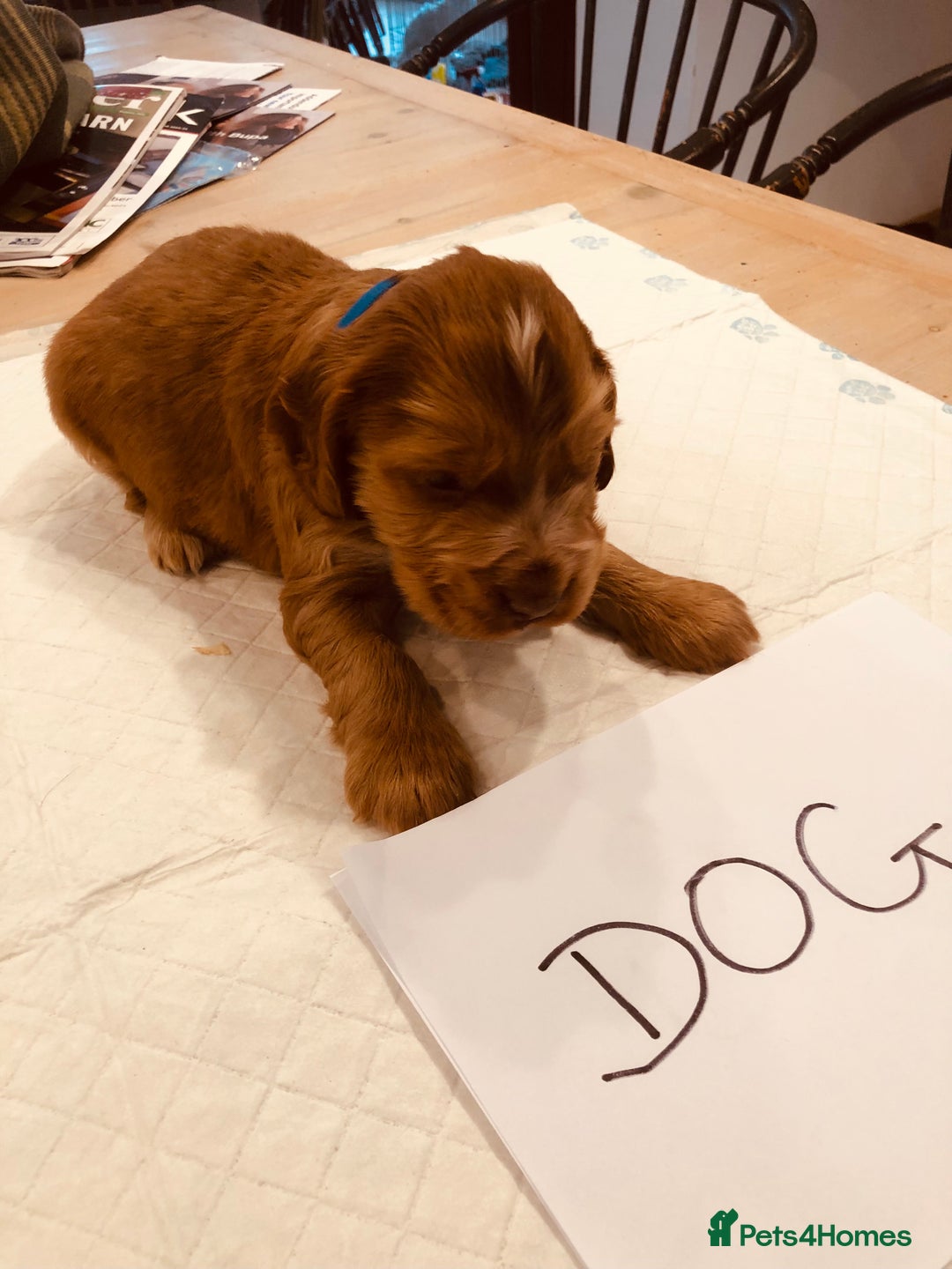 Cocker Spaniel dogs for sale: GORGEOUS COCKER SPANIEL PUPPIES - Advert 7