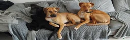 Rhodesian Ridgeback dogs for sale: Ridgeback puppies  - Advert 7
