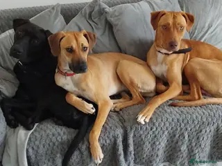 Rhodesian Ridgeback dogs Ridgeback puppies - Advert 12