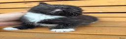 Mixed Breed cats for sale: Friendly farm kittens 2b 1g  - Advert 9