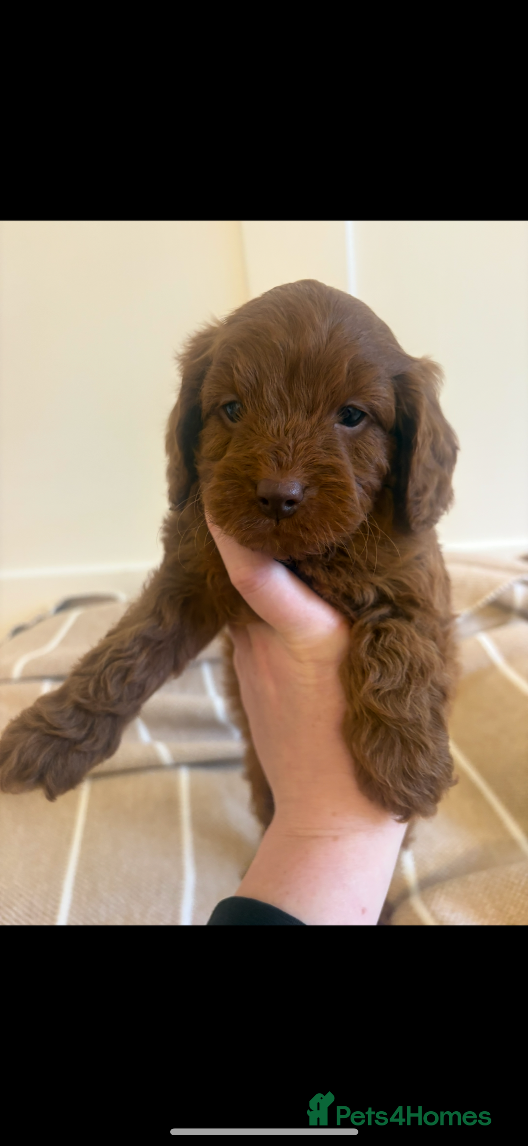 Cavapoo dogs for sale: LICENSED BREEDER QUALITY HEALTH TESTED CAVAPOOS - Advert 19
