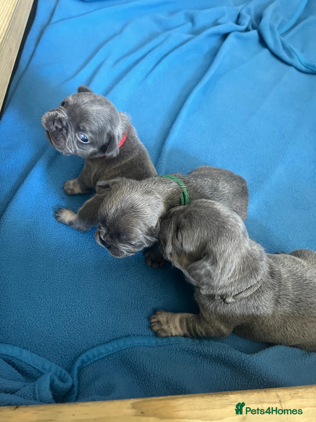 French Bulldog dogs for sale: Fluffy French bulldog pups  - Image 5