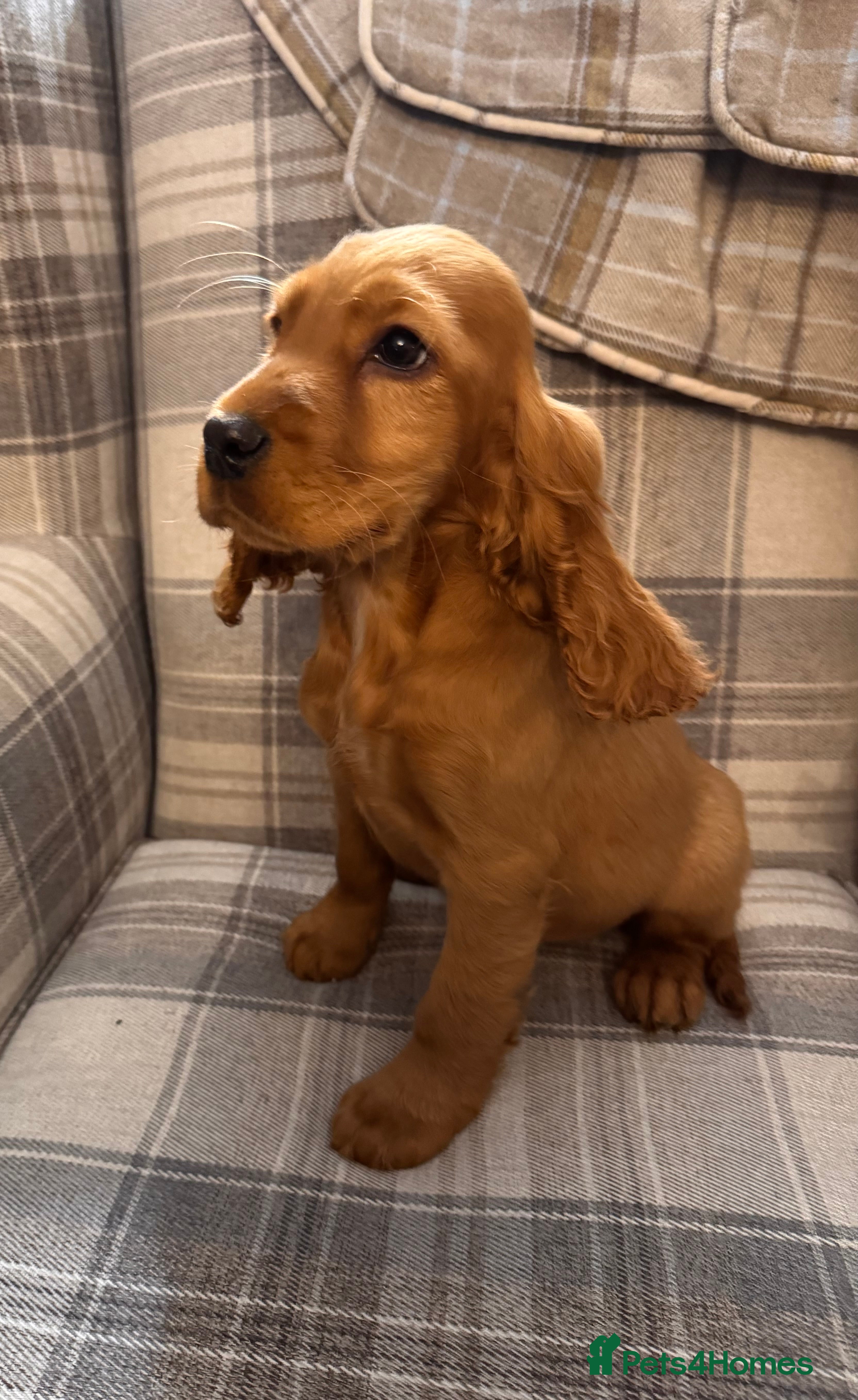 Cocker Spaniel dogs SHOW TYPE COCKER SPANIEL PUPPIES  - Advert 1
