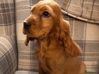 Cocker Spaniel dogs SHOW TYPE COCKER SPANIEL PUPPIES - Advert 2