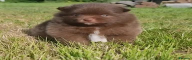 Pomeranian Puppy 4
