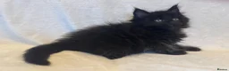 Maine Coon cats for sale: Stunning TICA Maine Coon Kittens active possible  - Advert 21