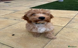Irish Doodle dogs for sale: 4 Month Irish Doodle - Perfect Puppy - Image 2