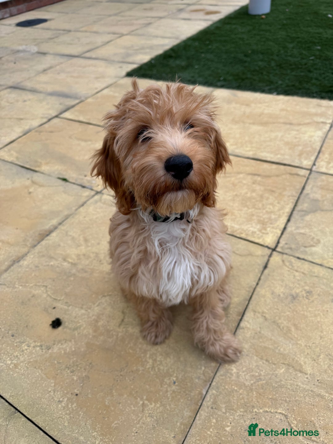 Irish Doodle dogs for sale: 4 Month Irish Doodle - Perfect Puppy - Image 2