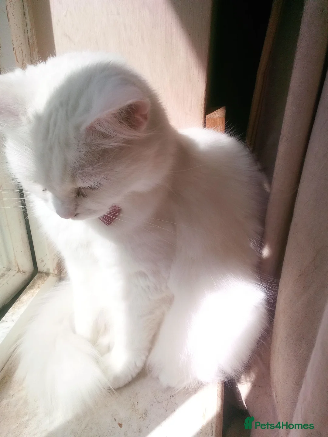 Mixed Breed cats for sale: RESERVED Female white 3 years old - Advert 5