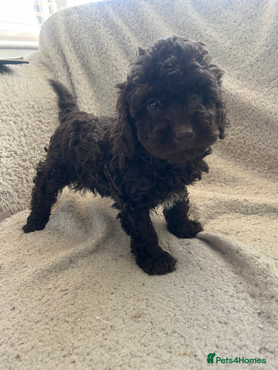 Toy Poodle dogs for sale: Toy poodle puppies - Advert 14