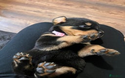 Rottweiler dogs for sale: Super chunky Rottweiller puppies  - Image 5