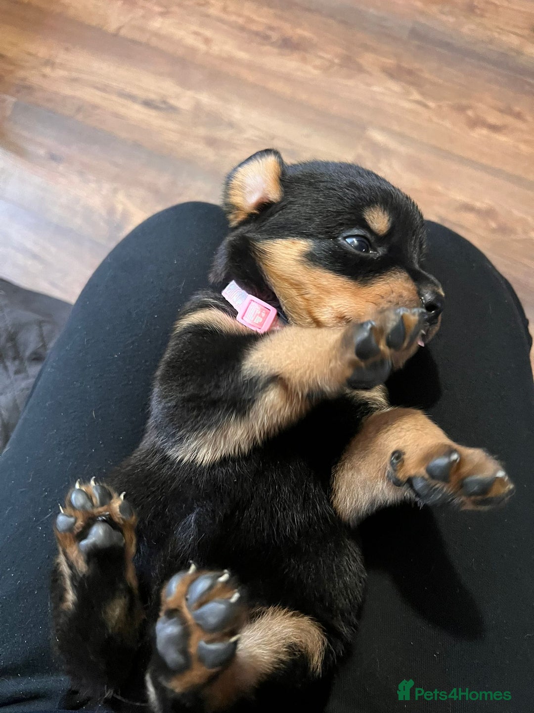 Rottweiler dogs for sale: Super chunky Rottweiller puppies  - Image 5