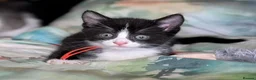 Domestic Shorthair cats for sale: Domestic Shorthair Kittens - Advert 34