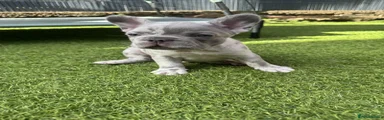 French Bulldog 1