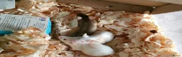 Mouse rodents for sale: Fancy pet mice - Advert 10