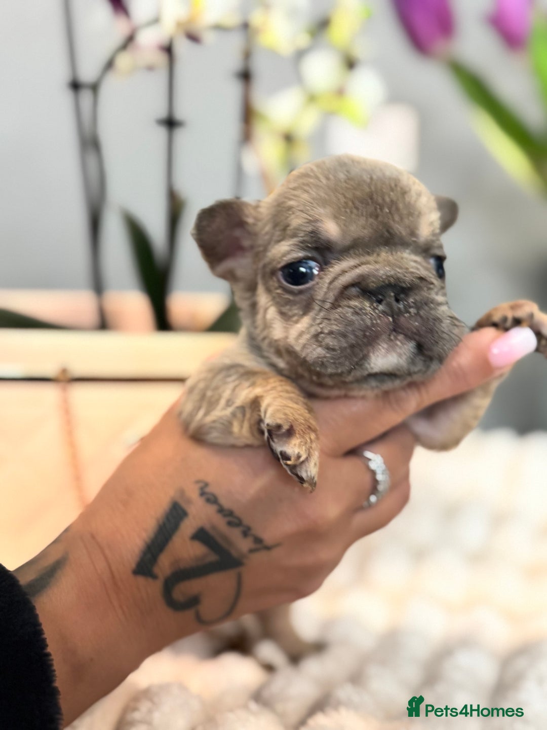 French Bulldog dogs for sale: *Unique fluffy French Bulldogs* - Advert 7