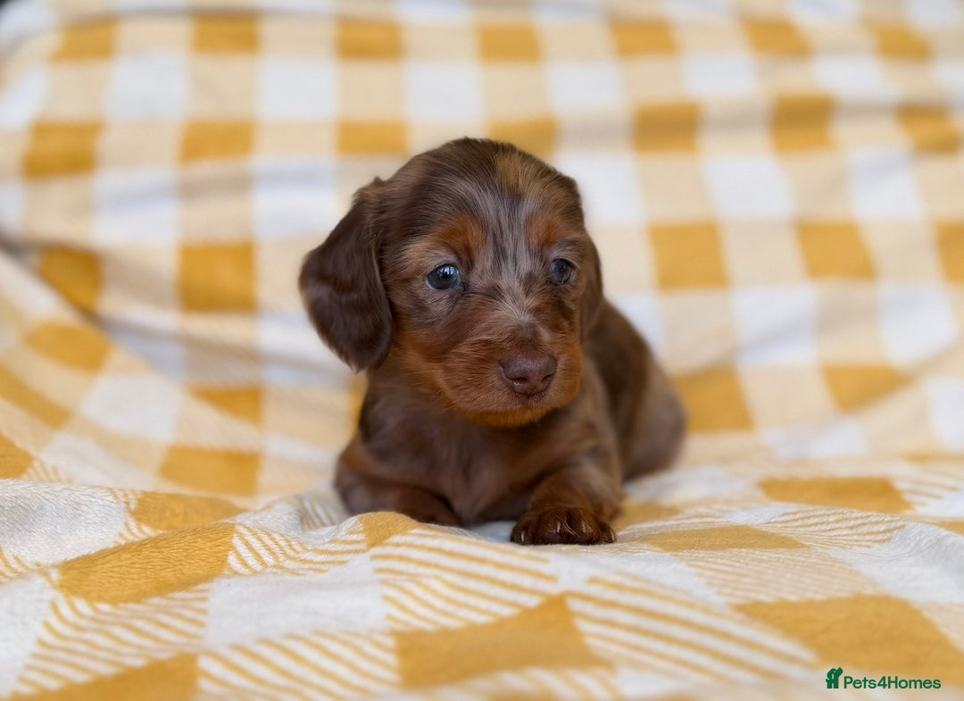 Miniature Dachshund dogs for sale: Long haired dachshund puppie - Advert 18