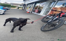 Lurcher dogs for sale: Bull greyhound really good dog - Advert 3