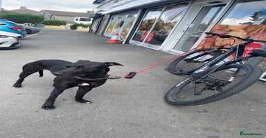 Lurcher dogs Bull greyhound really good dog - Advert 7