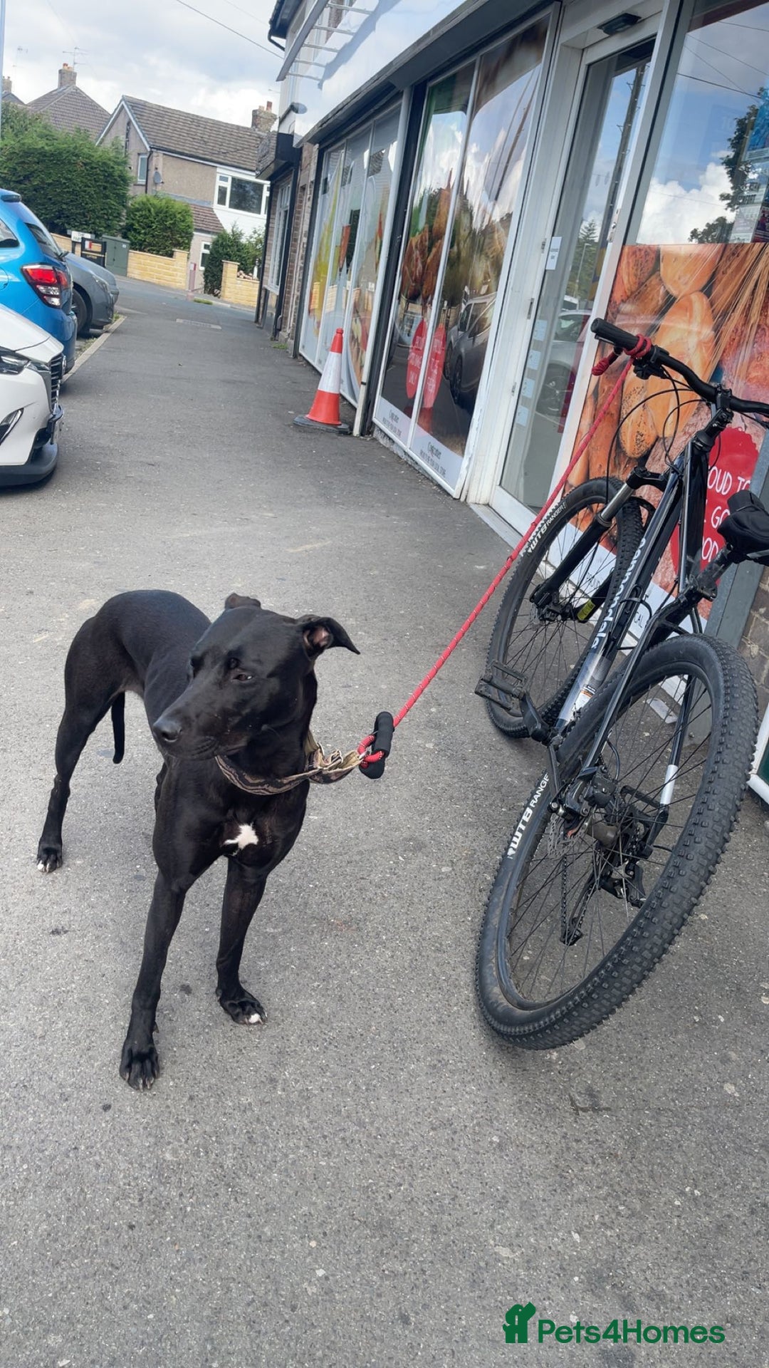 Lurcher dogs for sale: Bull greyhound really good dog - Advert 3