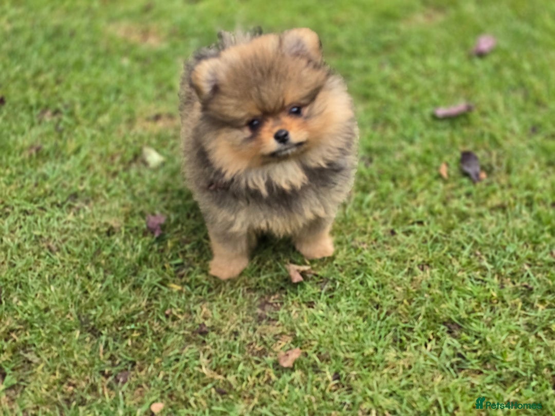 Pomeranian dogs for sale: Tiny Teddy Bear Pomeranians - Image 7