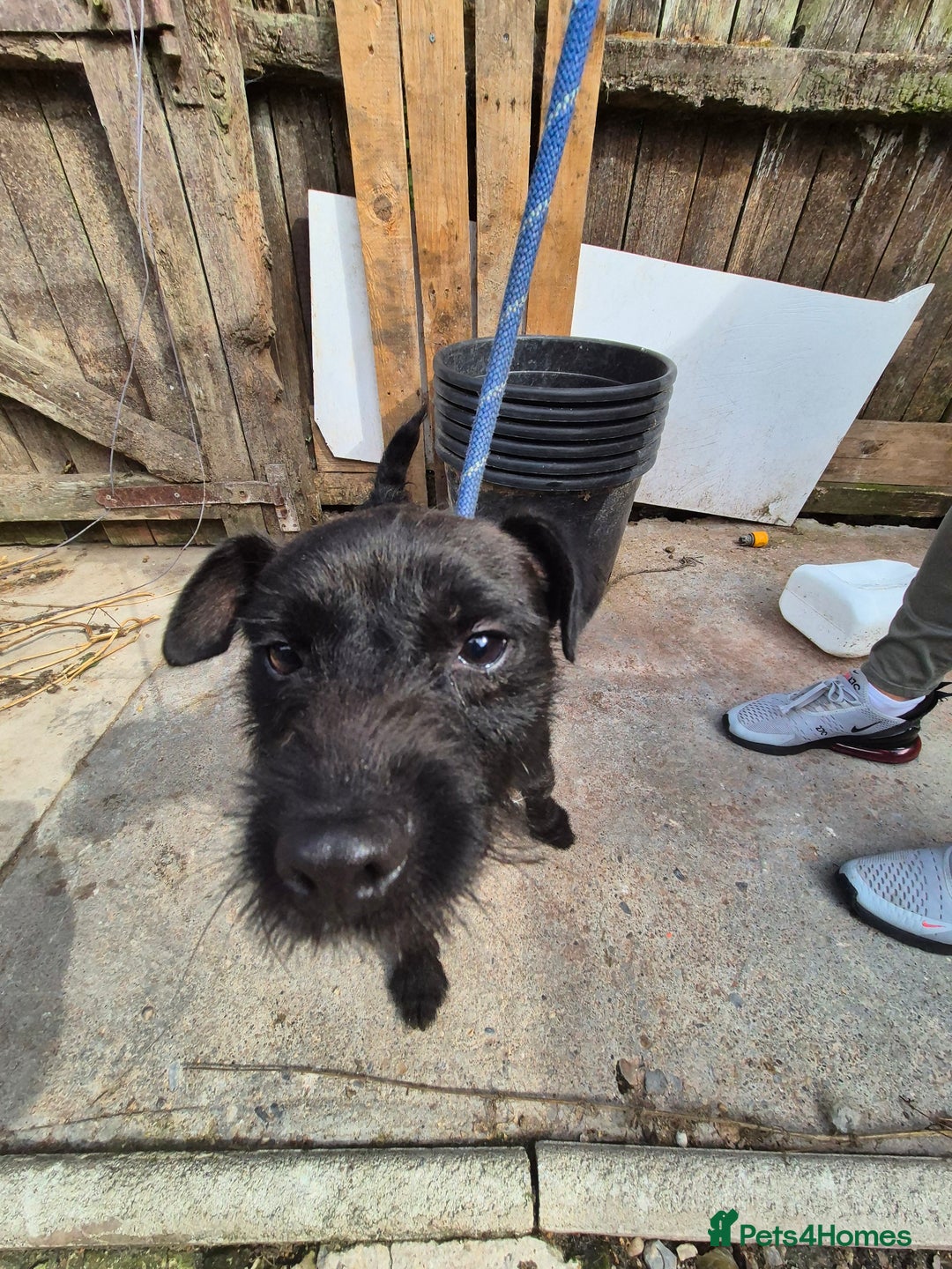 Patterdale Terrier dogs for sale: Patterdale terrier  - Image 6