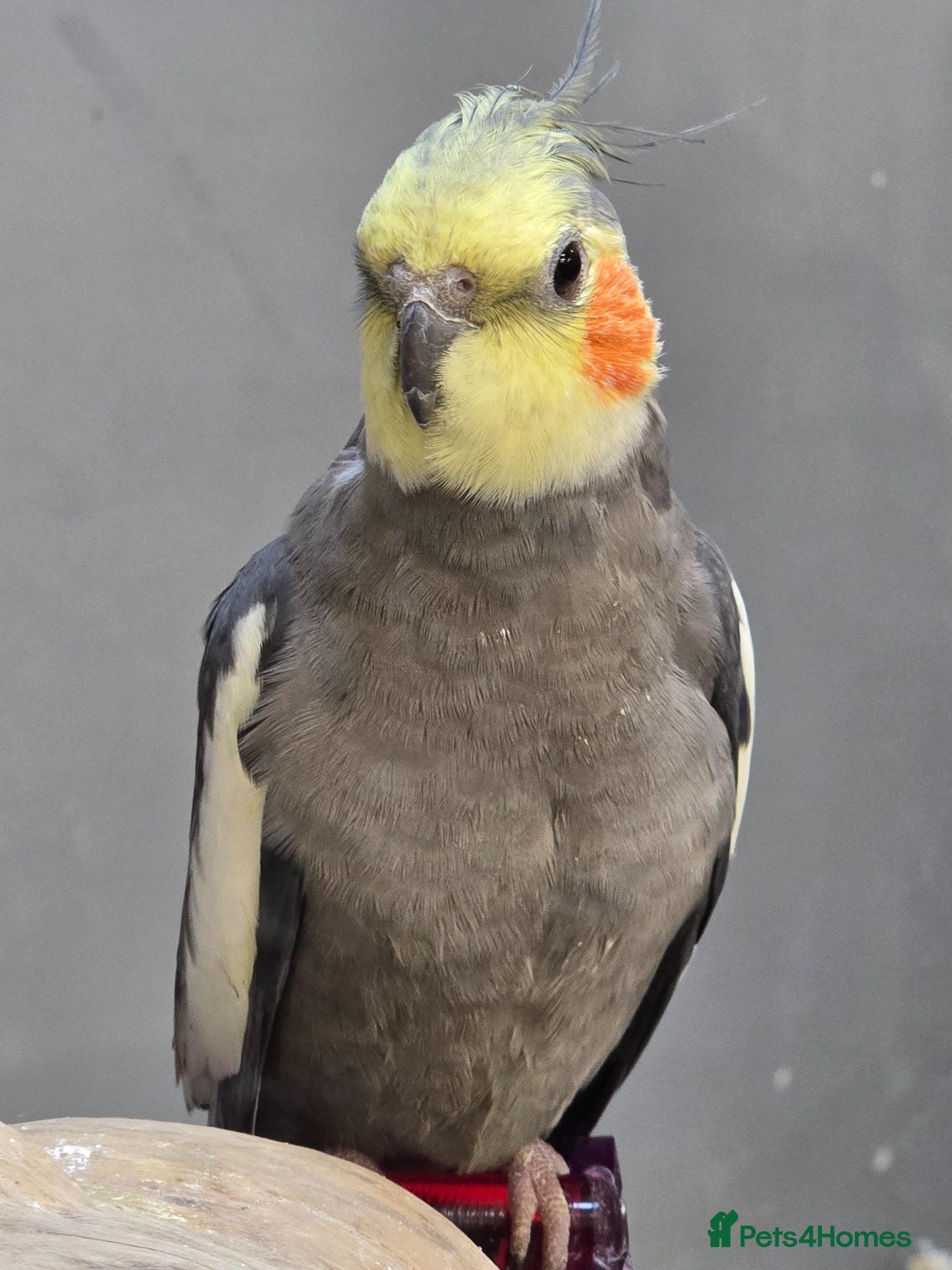 Cockatiels birds Young Cockatiels & Kakarikies For Sale - Advert 12