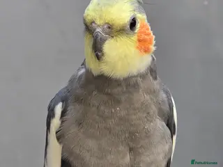 Cockatiels birds Young Cockatiels & Kakarikies For Sale - Advert 12