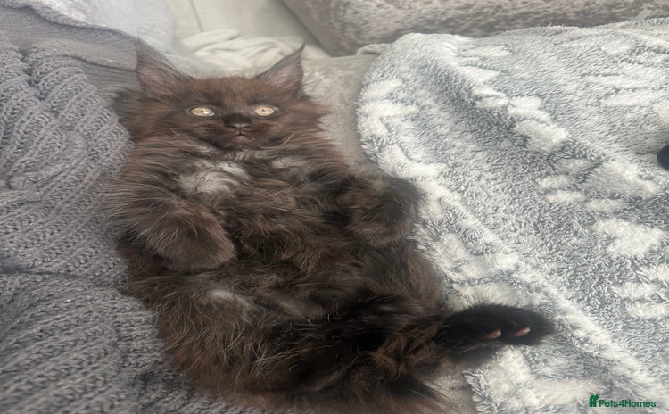 Maine Coon cats - Advert 16