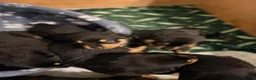 Rottweiler dogs for sale: Tilly’s puppies  - Advert 16