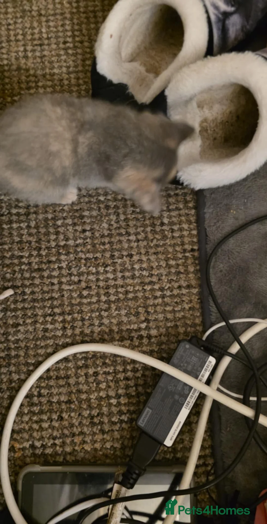 Mixed Breed cats for sale: 6 half maincoons - Advert 4