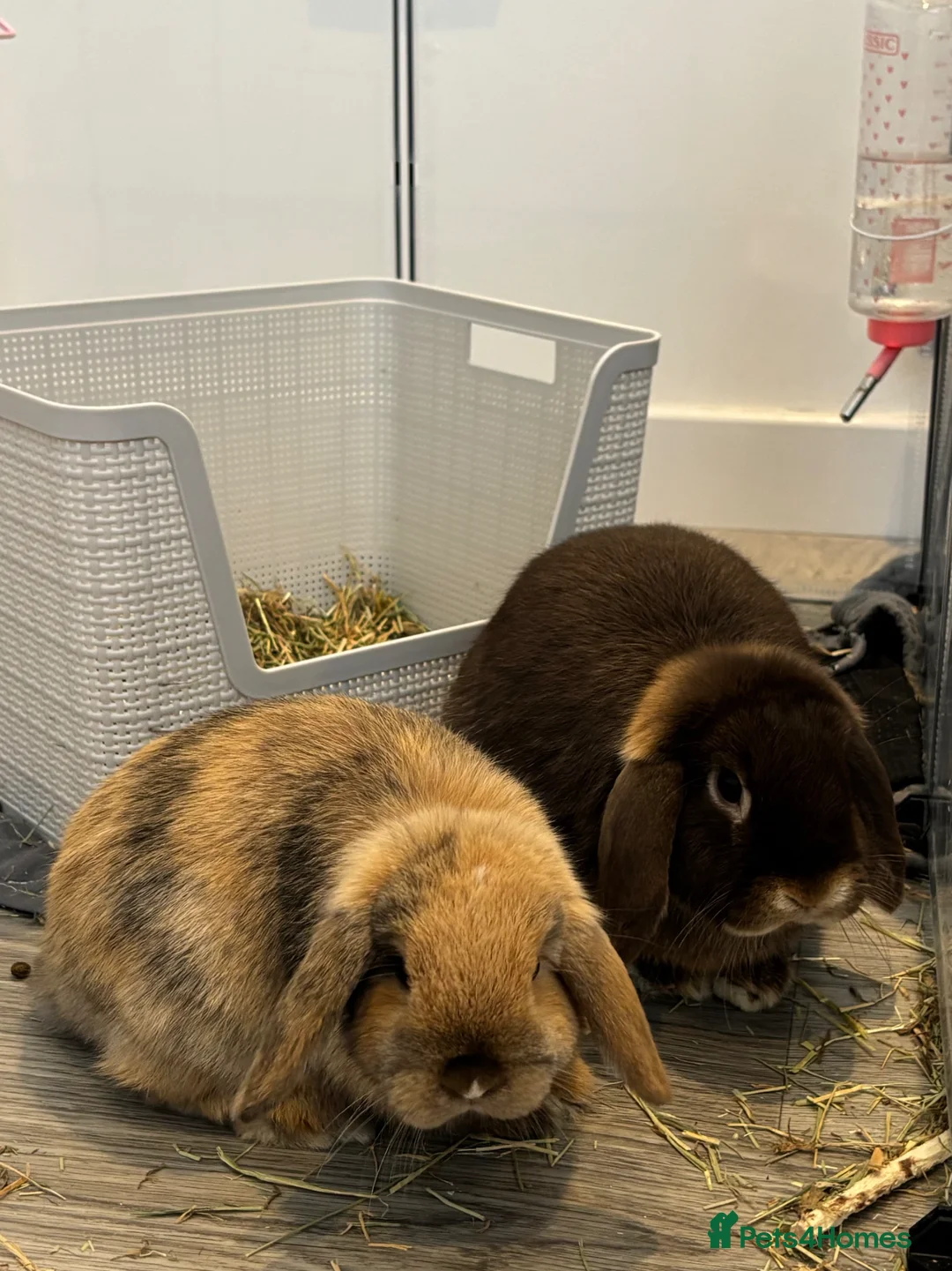 Mini Lop rabbits for sale: Two lovely mini lop bunnies looking for new home in Hartlepool - Advert 2