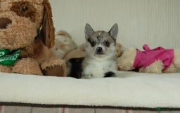 Pomsky dogs for sale: 5 tiny toy pomsky pups - Image 18
