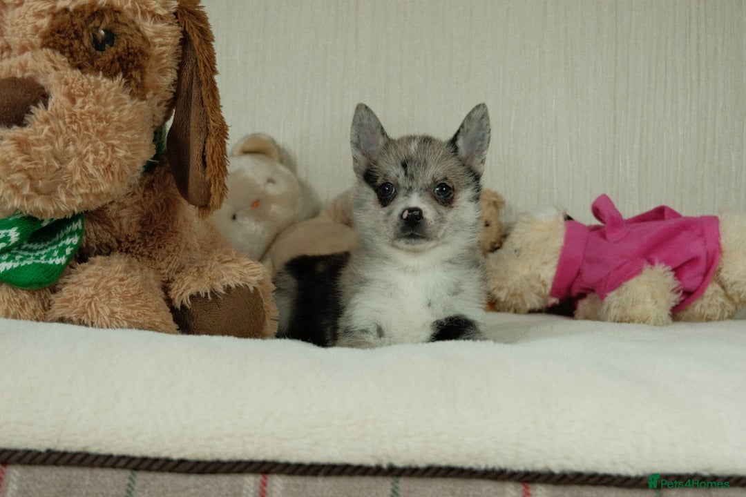 Pomsky dogs for sale: 5 tiny toy pomsky pups - Image 18