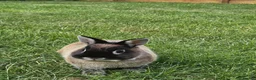 Netherland Dwarf rabbits for sale: 2 Female Netherland Dwarf Rabbits in Northampton - Advert 9