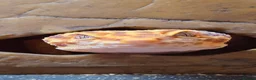 Leopard Gecko reptiles for sale: Adult Female Leopard Gecko with 2ft Setup - Advert 3