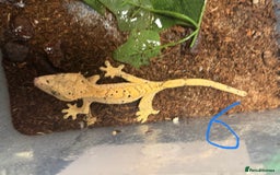 Gecko reptiles for sale: Baby crested geckos Birmingham - Advert 7