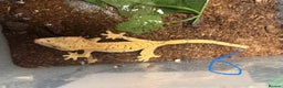Gecko reptiles for sale: Baby crested geckos Birmingham - Advert 6