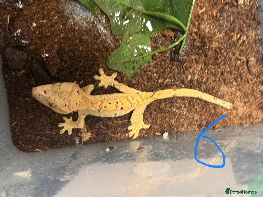 Gecko reptiles for sale: Baby crested geckos Birmingham - Advert 7