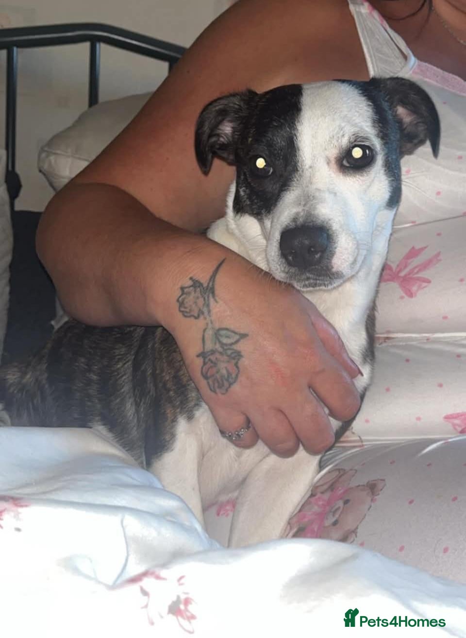 Mixed Breed dogs Chihuahua x staffy for sale - Advert 1