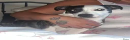Mixed Breed dogs for sale: Chihuahua x staffy for sale in Stockton-on-Tees - Advert 1