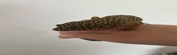 Leopard Gecko reptiles for sale: Leopard Gecko - Advert 4