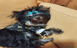 Yorkshire Terrier dogs for sale: 💝💝💝Both sides many champions 💝💝💝 in Leeds - Image 15